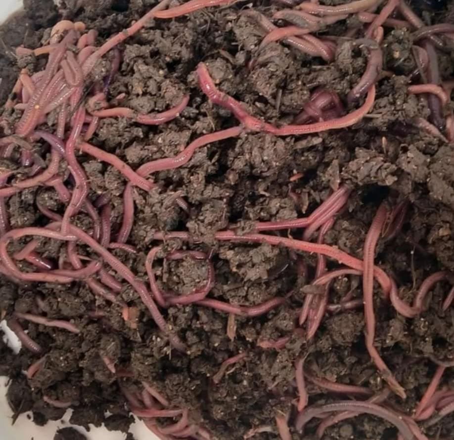Live Earthworms ( Red Eisenia fetida ) for Making vermicomposting (700+ nos Earthworm)…