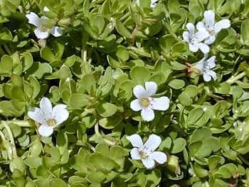 Gachwala Brahmi Plant Live with Pot (15-20 Strings) - Medicinal Plants for Home Garden Herbs - Bacopa Monnieri/Water Hyssop/Thyme-Leafed Gratiola/Herb...