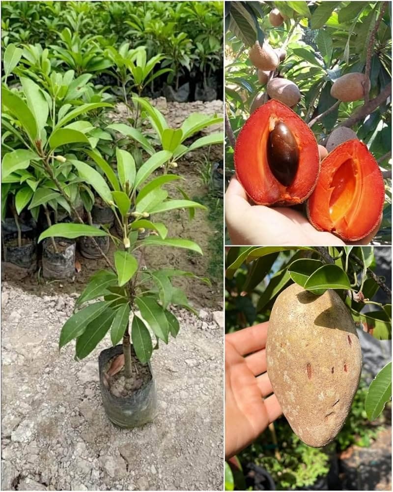 Native Earth THAI SAPOTA CHIKU (Sapodilla) Zapote Chico Grafted Dwarf Variety Manilkara Zapota Plant (1 Healthy Live Tree Height 2-3 feets)