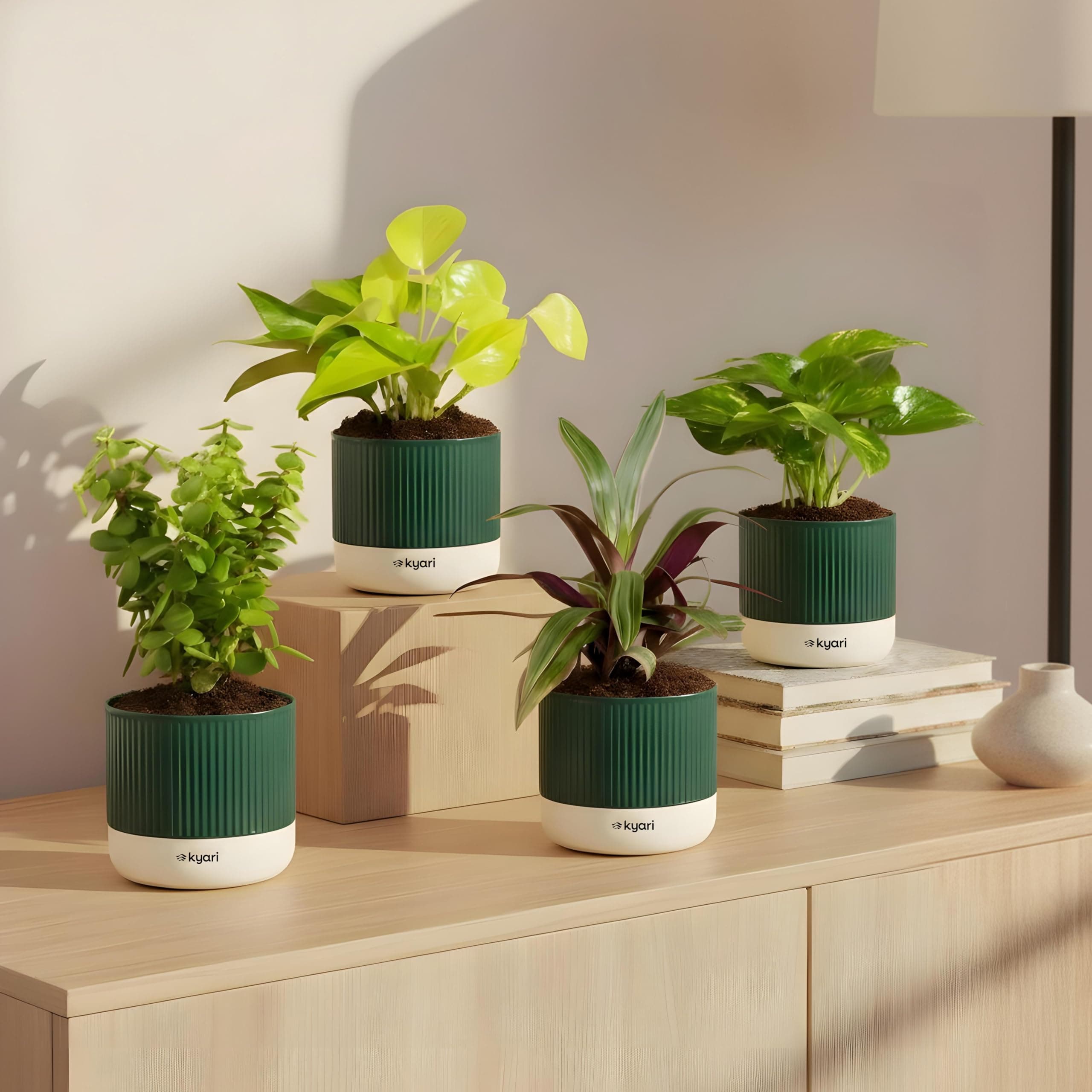 Kyari Combo of 4 Indoor Plants - Jade, Money Variegated, Rhoeo, Golden Money with Green Self Watering Pot 4 Inch - Live Plants for Home Decor, Living Room, Office Desk - Air Purifying Vastu Plant Set
